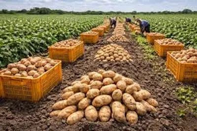 How to Make Potato Farming Profitable and Sustainable