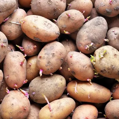 Why Potatoes Sprout or Turn Sweet in Cold Storage
