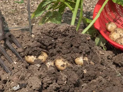 When Is the Right Time to Harvest Potatoes for Storage and Sale?