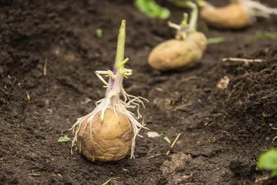 Table, Processing or Seed Potato — Decide Your Buyer Before You Sow