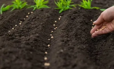 Seed Size, Cutting & Seed Rate — How Much Seed Do You Really Need per Acre?