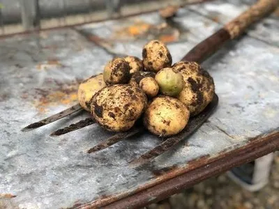 How to Identify Good vs Poor-Quality Seed Potato!