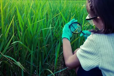 Early Crop Diseases & Pests — What to Watch for in the First 30–45 Days