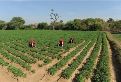 How to Prepare the Field for a Good Potato Crop — Important Precautions