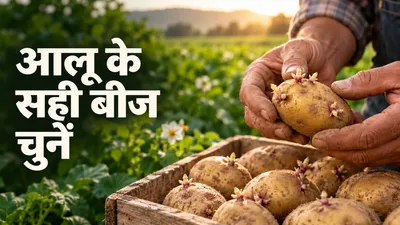 Important points of potato selection before planting in fields