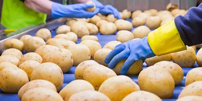 How Processors Procure Potatoes — Variety, Quality, Contracts & Rejections