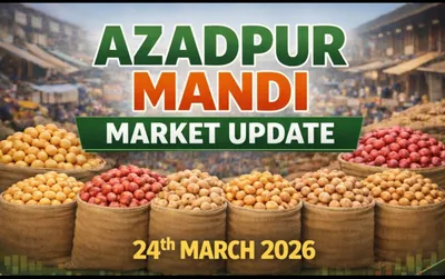 Market Update: Heavy Arrivals & Storage Concerns Weigh on Prices at Azadpur Mandi, Delhi
