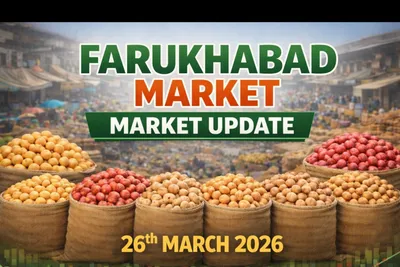 Market Update: Slower Arrivals & Quality-Driven Pricing in Farrukhabad (Market Update 26 March)