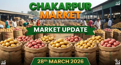 Market Update: Low Prices Continue to Impact Farmers in Chakarpur Mandi, Kanpur (March 28, 2026)