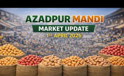 Market Update: Rain Impacts Quality, Prices Remain Under Pressure in Azadpur Mandi (April 1, 2026)