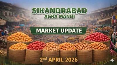 Market Update: Low Prices & Cold Storage Impact Sikandrabad (Agra) Potato Market (April 2, 2026)
