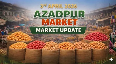 Market Update: Controlled Arrivals Bring Stability to Azadpur Mandi Prices (April 3, 2026)