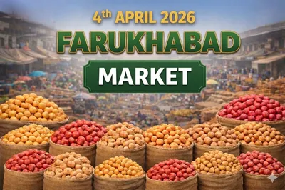 Market Update: Quality Gap & Dump Demand Shape Farrukhabad (Satanpur) Potato Market (April 4, 2026)