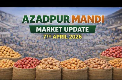 Azadpur Mandi Update: Heavy Arrivals & Quality Issues Keep Potato Prices Under Pressure