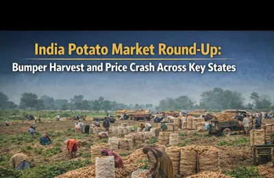 India Potato Market Update: Bumper Harvest Triggers Price Crash Across Key States