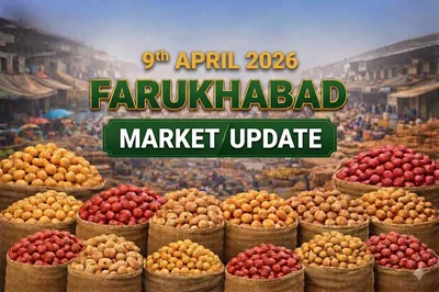 Potato Prices Fall ₹50 in Farrukhabad Mandi Amid Weak Demand