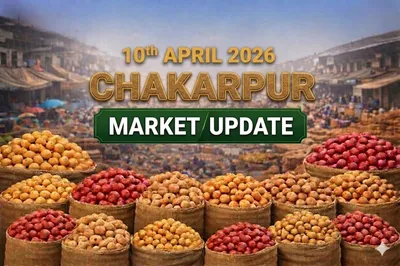 April 10 update from Chakarpur mandi shows, Low Arrivals Push Potato Prices Higher in Kanpur Mandi.