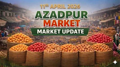 April 11 update from Delhi Azadpur Mandi Shows Stability, Price Rise Expected Soon