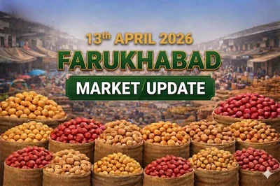 April 13 update, Weak Demand Pressures Potato Prices in Farrukhabad Mandi