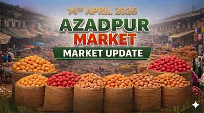 April 14 update: Oversupply Keeps Potato Prices Under Pressure in Azadpur