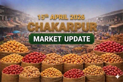 April 14 update Chakarpur mandi: External Supply Keeps Potato Prices Under Pressure in Kanpur.