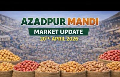 Azadpur Mandi Potato Market Update – 20 April 2026
