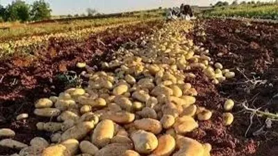 Heatwave Impact Begins: Potato Quality & Supply Under Pressure Across India