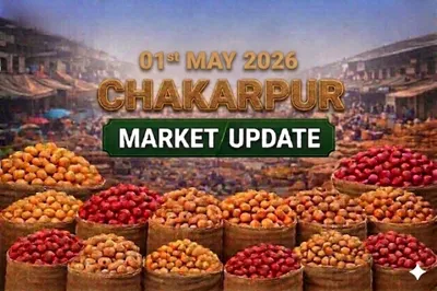 Market Update: Quality Drives Prices in Chakerpur Mandi Amid Weak Demand for Dump Stock May 1, 2026