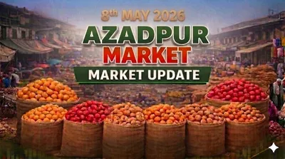 (08 May, 2026) Azadpur Mandi Potato Market Under Pressure as Old Stock Continues to Weigh on Prices