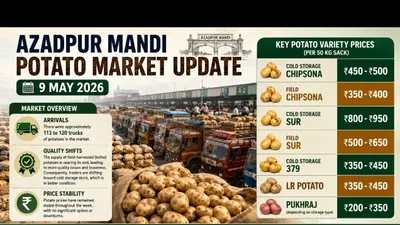 Azadpur Mandi market 9th May 2026:Cold Storage Potatoes Gain Preference as Field Stock Nears End