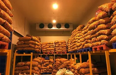 Rising Cold Storage Costs Become Major Concern for India’s Potato Industry