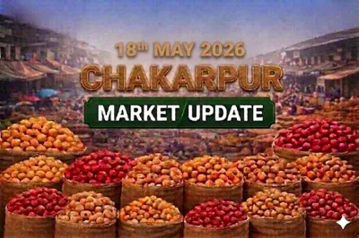 Chakarpur Potato Market Remains Under Pressure as Heavy Supply and Weak Quality Stock Impact Prices.