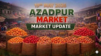Azadpur mandi trader discussions, Delhi potato market updates (19 May 2026)