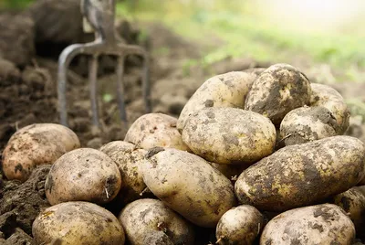 Potato Sector Update: 5 Key Developments Impacting Farmers, Trade & Markets