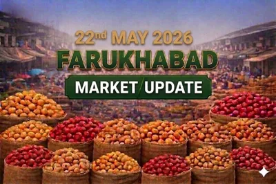Farrukhabad Potato Market Under Severe Pressure as Poor-Quality Stock Dominates Arrivals 22 May 2026