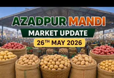 Azadpur Mandi Faces Heavy Potato Oversupply, Prices Under Pressure