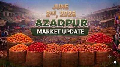 Azadpur Potato Market Faces Demand Slowdown as Arrivals Remain Above Ideal Levels (2 June 2026)