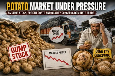Potato Market Under Pressure as Dump Stock, Freight Costs and Quality Concerns Dominate Trade