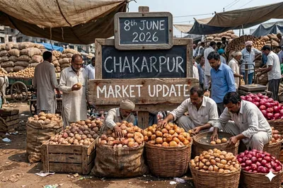 Chakarpur Potato Market Remains Stable Despite Seasonal Demand Slowdown