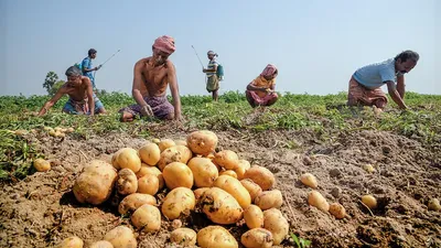 Potato Prices Under Pressure: Is India Heading Towards a Storage-Led Market Crisis?