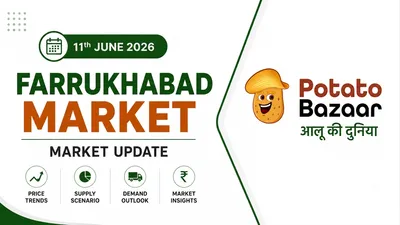Farrukhabad Potato Market Remains Weak as Cold Storage Releases Slow and Quality Concerns Grow
