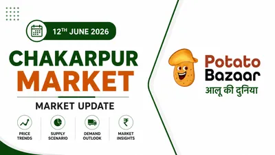 Chakarpur Potato Market Sees Improved Demand After Rainfall, Premium Varieties Gain Support