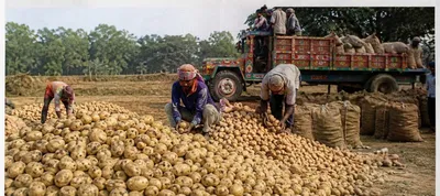 Bengal's Record Potato Harvest Raises Questions for India's Potato Market