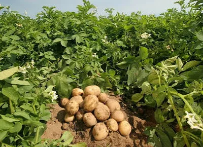Punjab Emerges as India's High-Tech Seed Potato Hub