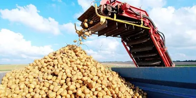 Potato Sector Faces Mixed Market Signals Amid Storage Pressure and Quality Concerns