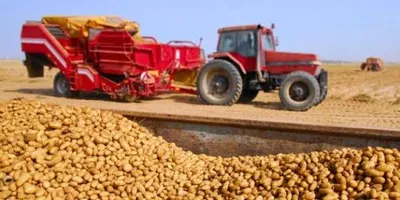 Processing Potato Demand Expected to Rise Ahead of Peak Manufacturing Season