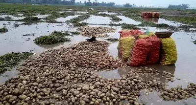 Heavy Rain Alert Across Several States: What It Means for India's Potato Industry