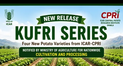 ICAR Launches Four New Kufri Potato Varieties: A Boost for India's Potato Sector
