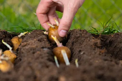 Seed Potato Demand Expected to Rise as Farmers Prepare for the 2026–27 Planting Season
