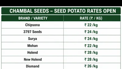 Potato Seed Market